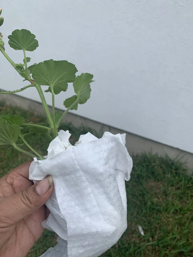 Geranium Calliope Medium White Splash Live Plant – Annual in 2 Inch Pot – Outdoor - Image 7