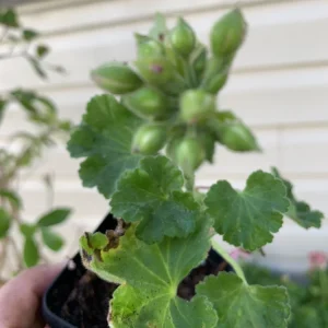 Geranium Ivy Great Balls of Fire Lilac Live Plant Plugs - 1 Starter Plant, Outdoor, Purple - Image 2