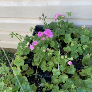 Geranium Ivy Great Balls of Fire Lilac Live Plant Plugs - 1 Starter Plant, Outdoor, Purple - Image 4
