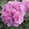 Geranium Ivy Great Balls of Fire Lilac Live Plant Plugs - 1 Starter Plant, Outdoor, Purple - Image 1