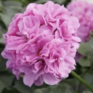 Geranium Ivy Great Balls of Fire Lilac Live Plant Plugs - 1 Starter Plant, Outdoor, Purple - Image 1