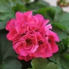 Geranium Live Plant - Pink Flowers, Green Leaves - 1 Rooted Plant - Indoor & Outdoor - Image 1