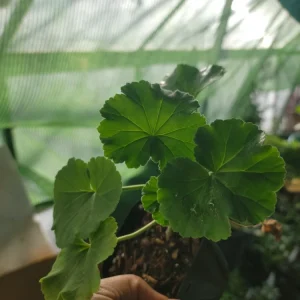 Geranium Live Plant - Pink Flowers, Green Leaves - 1 Rooted Plant - Indoor & Outdoor - Image 2