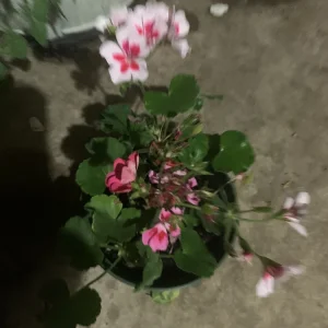 Geranium Live Plants - 4 Different Colors, Half Gallon Pot, 4 Plants - Image 2