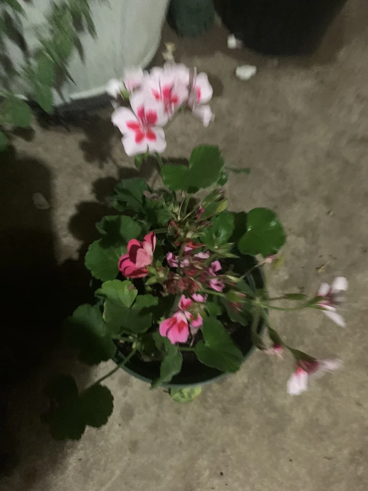 Geranium Live Plants - 4 Different Colors, Half Gallon Pot, 4 Plants - Image 2
