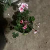 Geranium Live Plants - 4 Different Colors, Half Gallon Pot, 4 Plants - Image 1