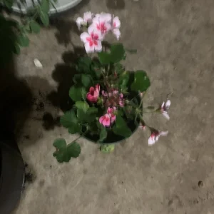 Geranium Live Plants - 4 Different Colors, Half Gallon Pot, 4 Plants - Image 1