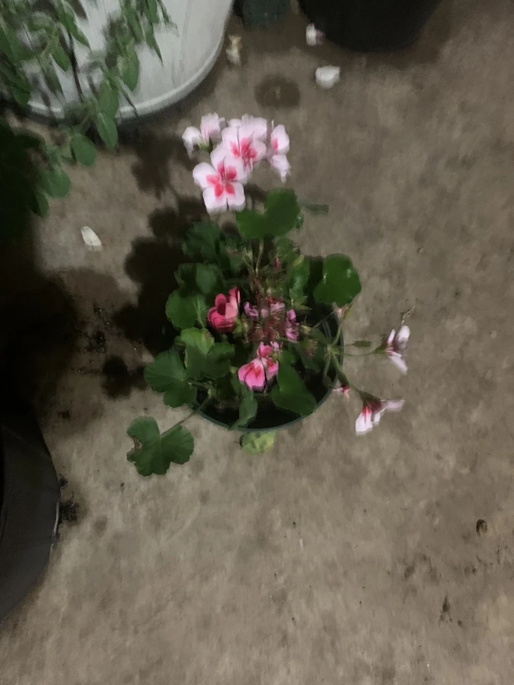 Geranium Live Plants - 4 Different Colors, Half Gallon Pot, 4 Plants - Image 1