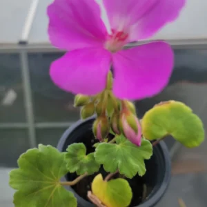 Geranium Patriot Lavender Blue Live Plant Plugs - Garden Ready - Image 2
