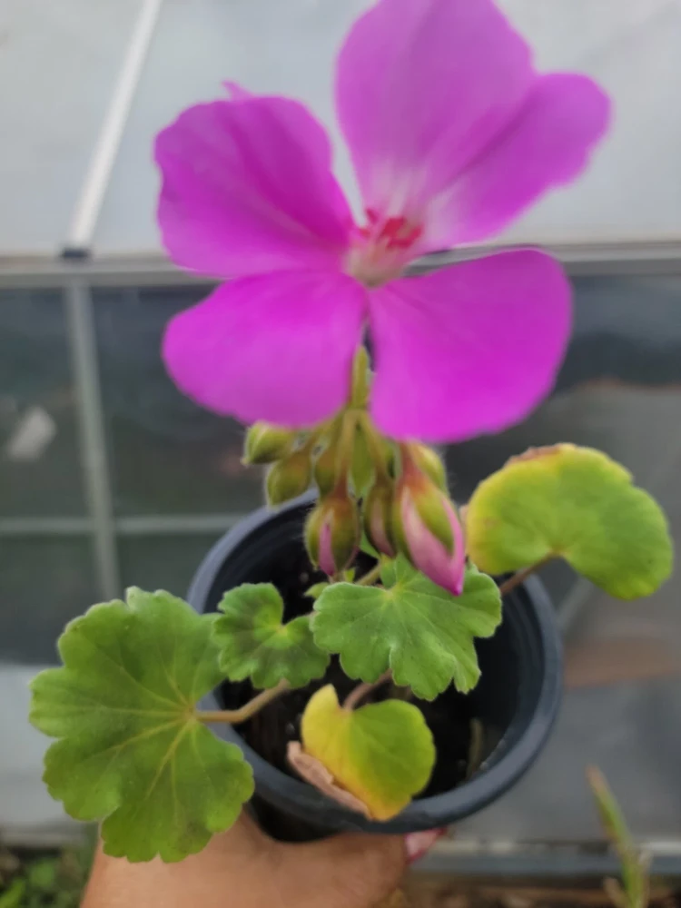 Geranium Patriot Lavender Blue Live Plant Plugs - Garden Ready - Image 2