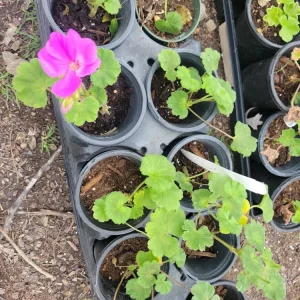 Geranium Patriot Lavender Blue Live Plant Plugs - Garden Ready - Image 3