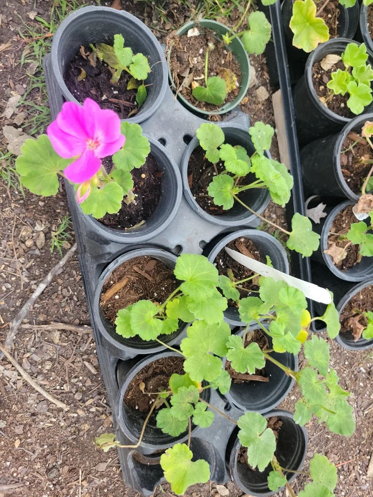 Geranium Patriot Lavender Blue Live Plant Plugs - Garden Ready - Image 3
