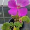 Geranium Patriot Lavender Blue Live Plant Plugs - Garden Ready - Image 1