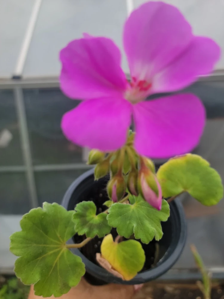 Geranium Patriot Lavender Blue Live Plant Plugs - Garden Ready - Image 1