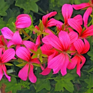 Geranium Pelargonium Cascade Pink - 3 Live 6" Unrooted Cuttings - Outdoor Flower Plant - Image 1