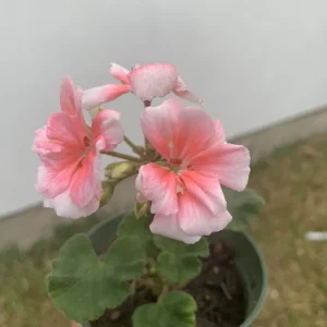 Geranium Savannah Light Salmon Live Plant - Well Rooted Cutting, 1 Count - Image 2
