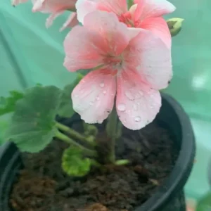 Geranium Savannah Light Salmon Live Plant - Well Rooted Cutting, 1 Count - Image 3