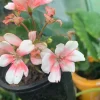 Geranium Savannah Light Salmon Live Plant - Well Rooted Cutting, 1 Count - Image 1