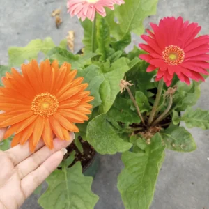 Gerbera Daisy Live Plant - Mixed Color, 6 Inch Pot, Indoor/Outdoor - Image 2