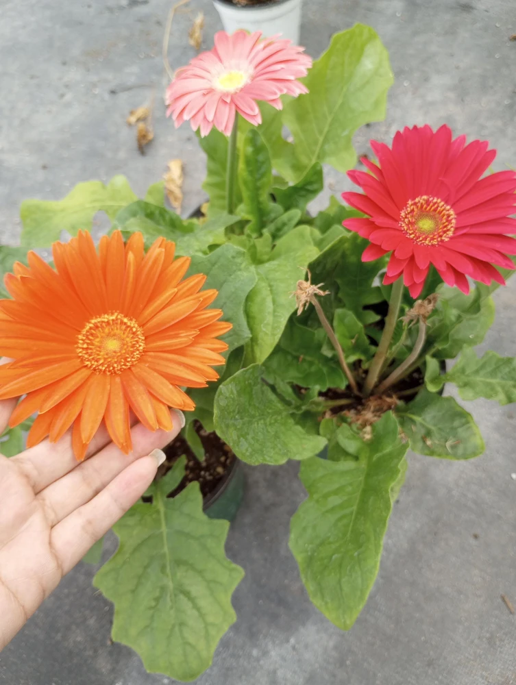 Gerbera Daisy Live Plant - Mixed Color, 6 Inch Pot, Indoor/Outdoor - Image 2