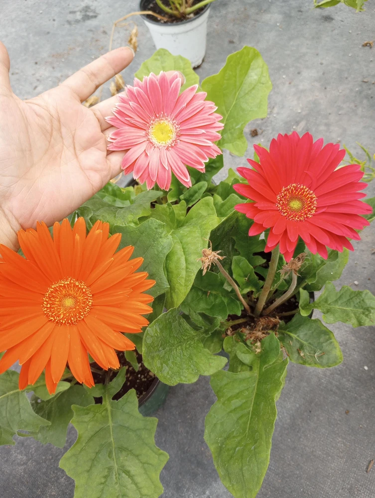 Gerbera Daisy Live Plant - Mixed Color, 6 Inch Pot, Indoor/Outdoor - Image 3