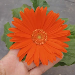 Gerbera Daisy Live Plant - Mixed Color, 6 Inch Pot, Indoor/Outdoor - Image 4