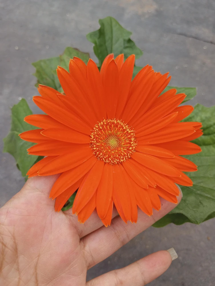 Gerbera Daisy Live Plant - Mixed Color, 6 Inch Pot, Indoor/Outdoor - Image 4