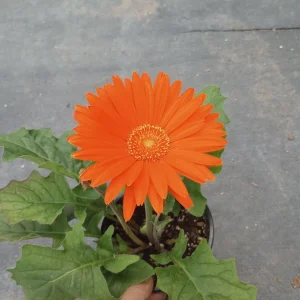 Gerbera Daisy Live Plant - Mixed Color, 6 Inch Pot, Indoor/Outdoor - Image 5