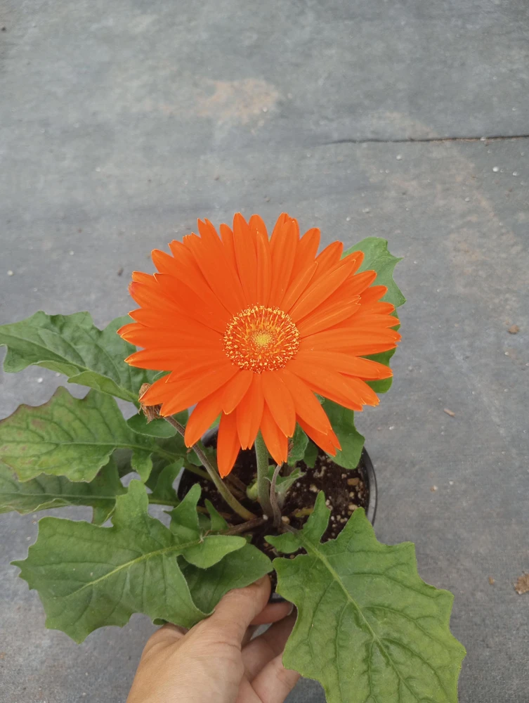 Gerbera Daisy Live Plant - Mixed Color, 6 Inch Pot, Indoor/Outdoor - Image 5