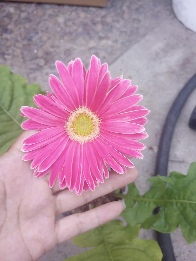 Gerbera Daisy Live Plant - Mixed Color, 6 Inch Pot, Indoor/Outdoor - Image 6