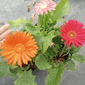 Gerbera Daisy Live Plant - Mixed Color, 6 Inch Pot, Indoor/Outdoor - Image 1