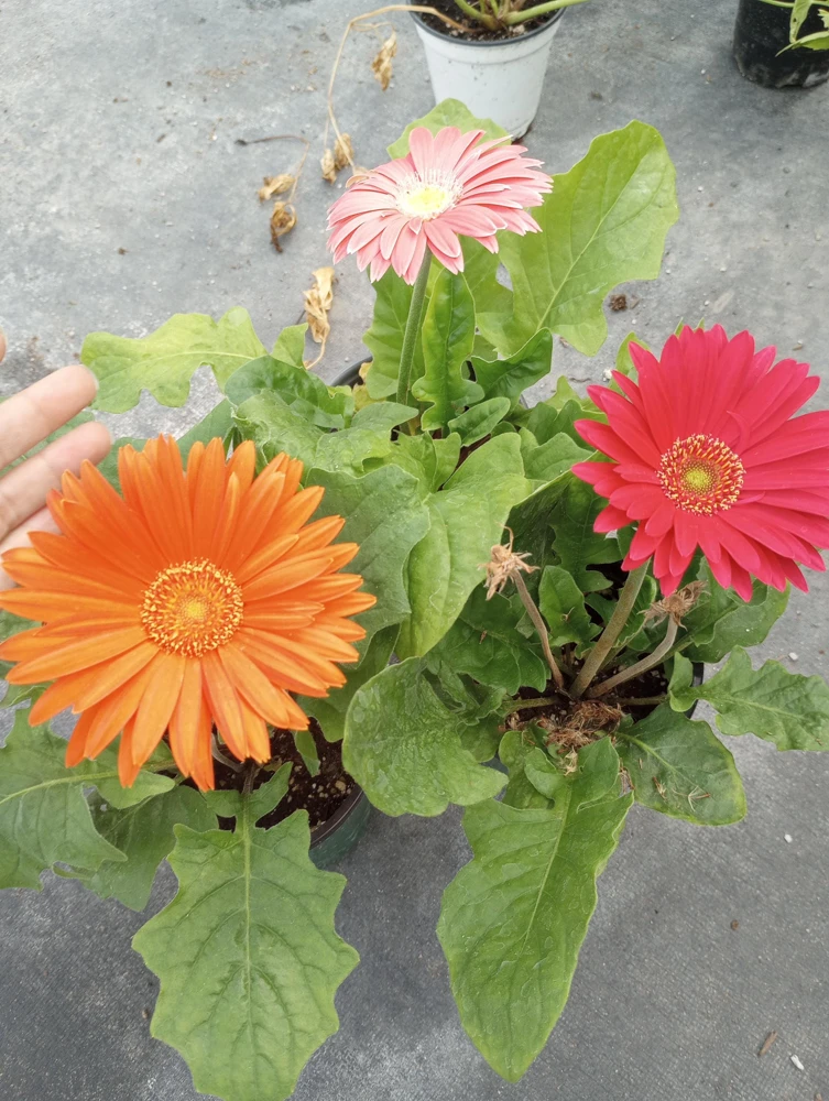 Gerbera Daisy Live Plant - Mixed Color, 6 Inch Pot, Indoor/Outdoor - Image 1