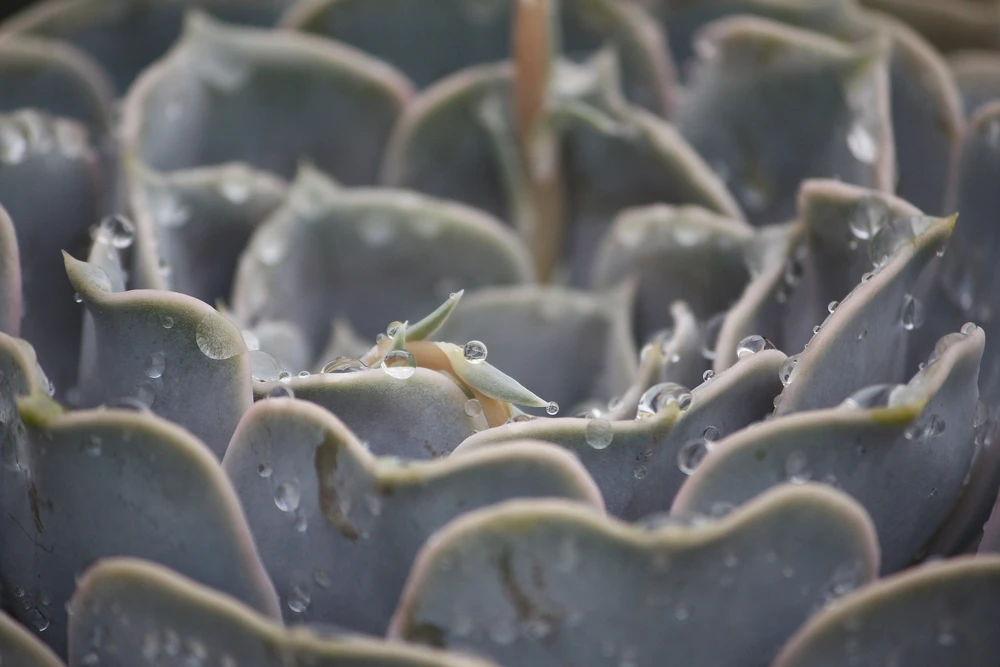 Ghost Echeveria Succulent Live Plant - Lilac Grey Rosette - 2.5" Pot - Image 2