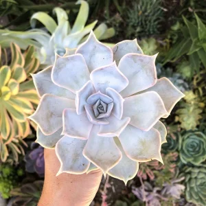 Ghost Echeveria Succulent Live Plant - Lilac Grey Rosette - 2.5
