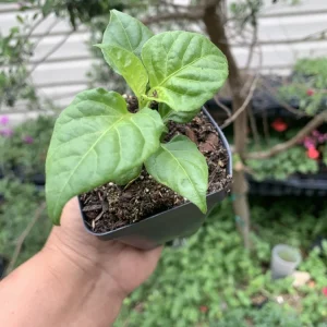 Ghost Pepper Live Plant – Super Hot Pepper – 75+ Day Old – 2 Inch Pot – Indoor/Outdoor - Image 3