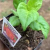 Ghost Pepper Live Plant – Super Hot Pepper – 75+ Day Old – 2 Inch Pot – Indoor/Outdoor - Image 1