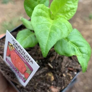 Ghost Pepper Live Plant – Super Hot Pepper – 75+ Day Old – 2 Inch Pot – Indoor/Outdoor - Image 1