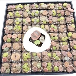 Giant Assorted Lithops Live Plant - 2