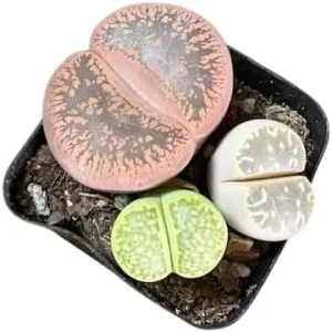 Giant Assorted Lithops Live Plant - 2