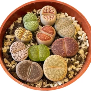 Giant Assorted Lithops Live Plant - 2