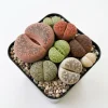 Giant Assorted Lithops Live Plant - 2" Pot Mixed Living Stones Succulent - Image 1