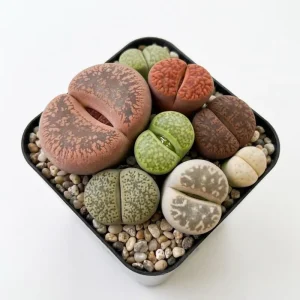 Giant Assorted Lithops Live Plant - 2