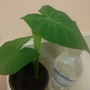 Giant Elephant Ear Live Plant - Alocasia in Pot - Tropical Houseplant - Image 2