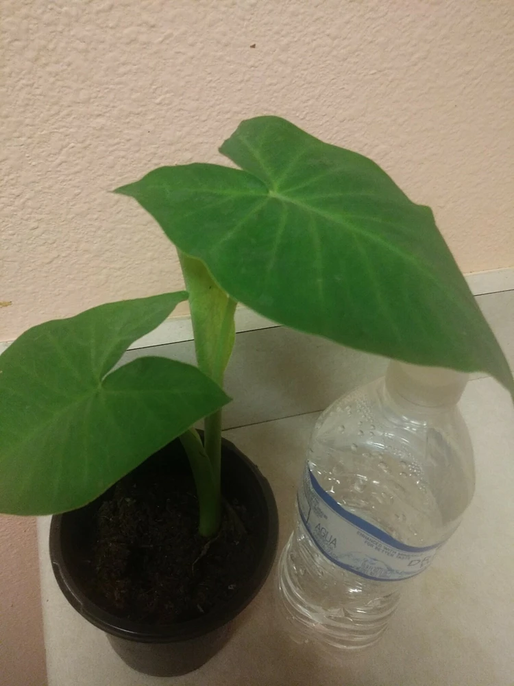 Giant Elephant Ear Live Plant - Alocasia in Pot - Tropical Houseplant - Image 2