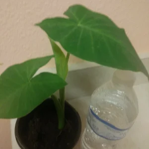 Giant Elephant Ear Live Plant - Alocasia in Pot - Tropical Houseplant - Image 3