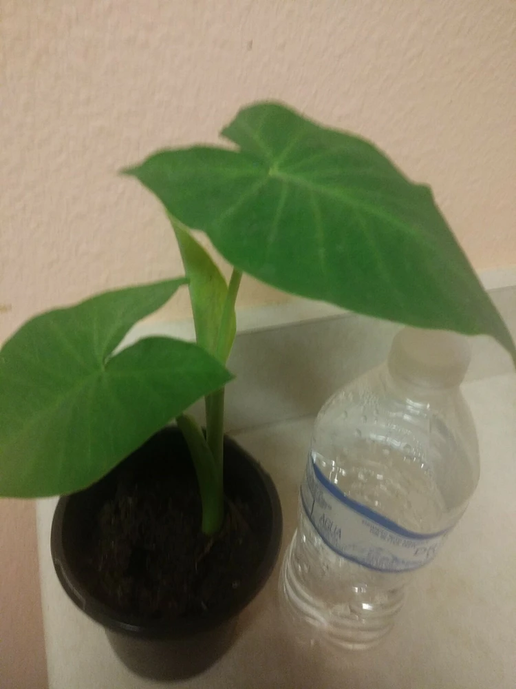 Giant Elephant Ear Live Plant - Alocasia in Pot - Tropical Houseplant - Image 3