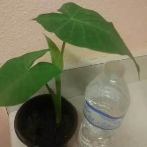 Giant Elephant Ear Live Plant - Alocasia in Pot - Tropical Houseplant - Image 4