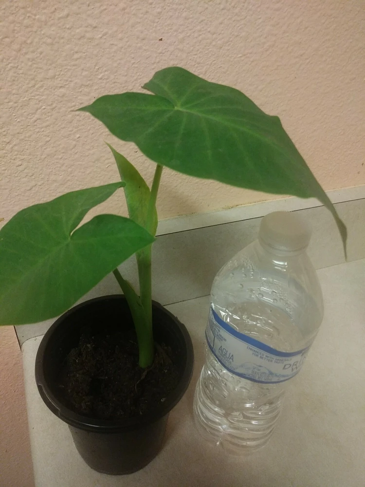 Giant Elephant Ear Live Plant - Alocasia in Pot - Tropical Houseplant - Image 4