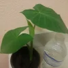Giant Elephant Ear Live Plant - Alocasia in Pot - Tropical Houseplant - Image 1