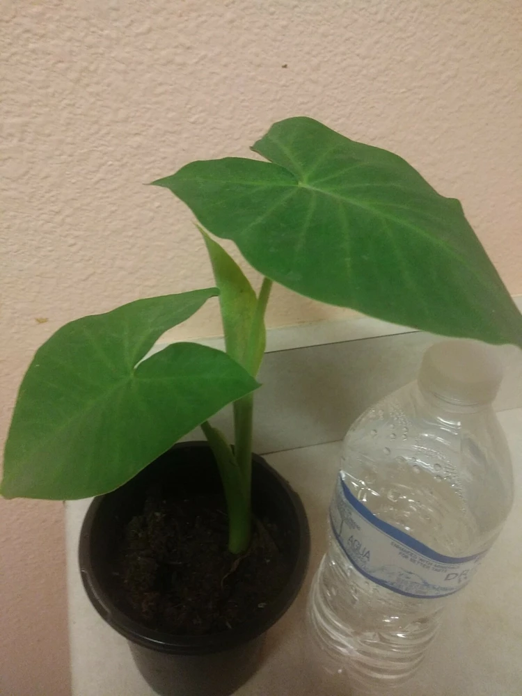 Giant Elephant Ear Live Plant - Alocasia in Pot - Tropical Houseplant - Image 1